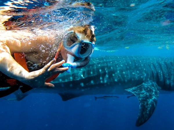 Cancun whale shark holiday, Mexico