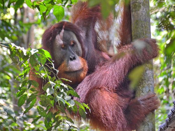 Sumatra to Bali tour