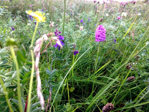 Scottish Hebrides guided wildlife tour