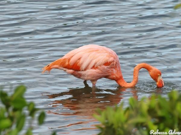 Galapagos hike, bike & kayak holiday
