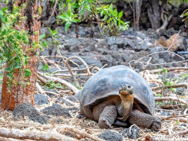 Galapagos hike, bike & kayak holiday
