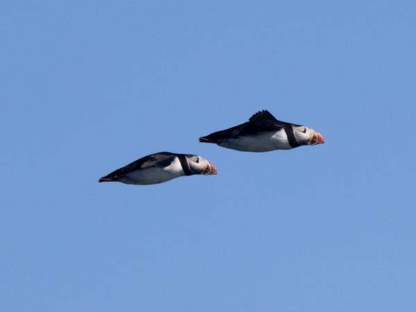 Outer Hebrides and Shiant Isles cruise, Scotland