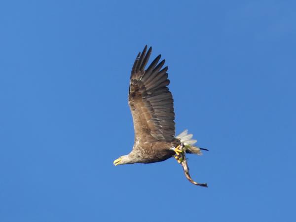 Mull circumnavigation cruise, Scotland
