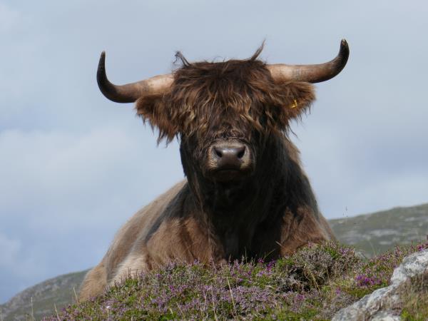 Inner Hebrides wildlife cruise