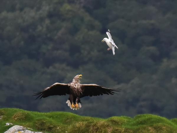 Inner Hebrides wildlife cruise