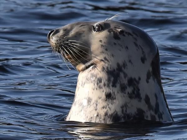 Inner Hebrides wildlife cruise