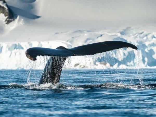 Antarctic expedition cruise, fly the Drake passage