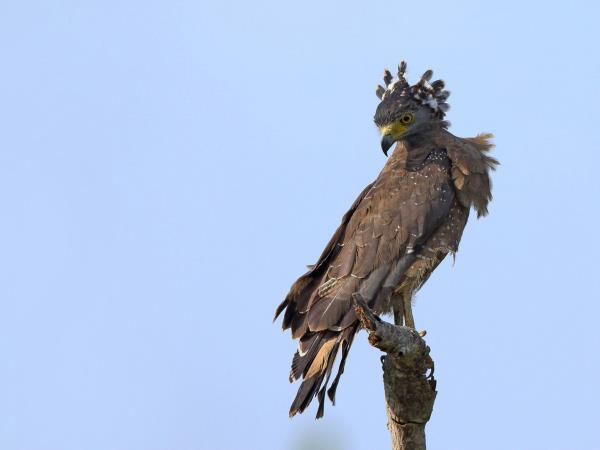Wildlife photography tour in Sri Lanka