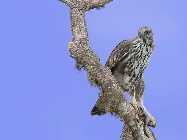 Wildlife photography tour in Sri Lanka