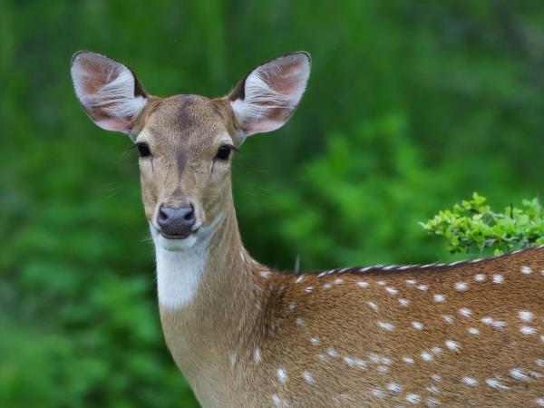Wildlife photography tour in Sri Lanka