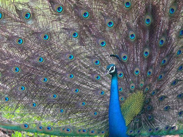 Wildlife photography tour in Sri Lanka