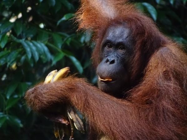 Camp Leakey and Tanjung Puting NP tour, 4 days