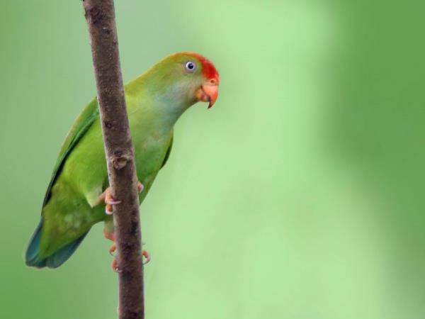 Sri Lanka endemic bird watching tour