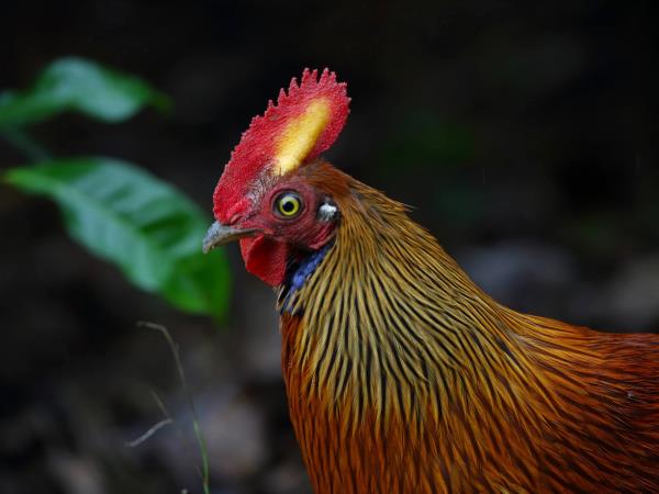 Sri Lanka endemic bird watching tour