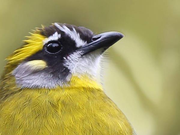 Sri Lanka endemic bird watching tour