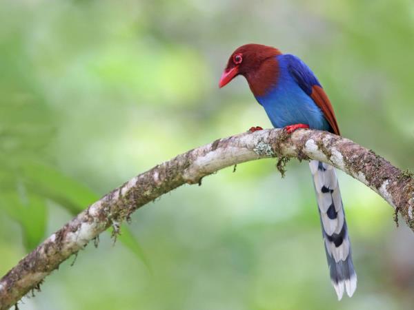 Sri Lanka endemic bird watching tour