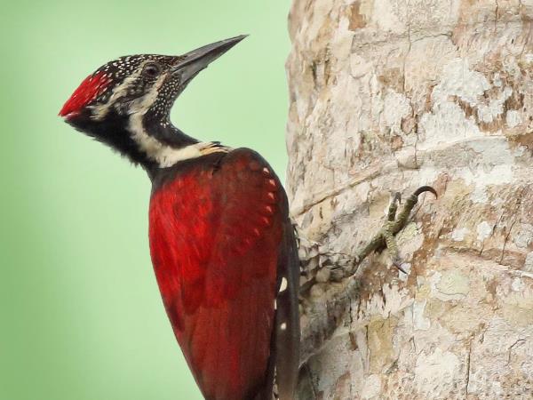 Sri Lanka endemic bird watching tour