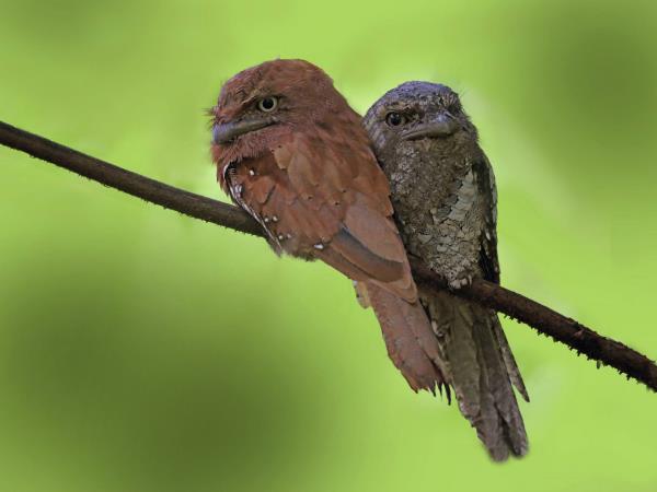 Sri Lanka endemic bird watching tour