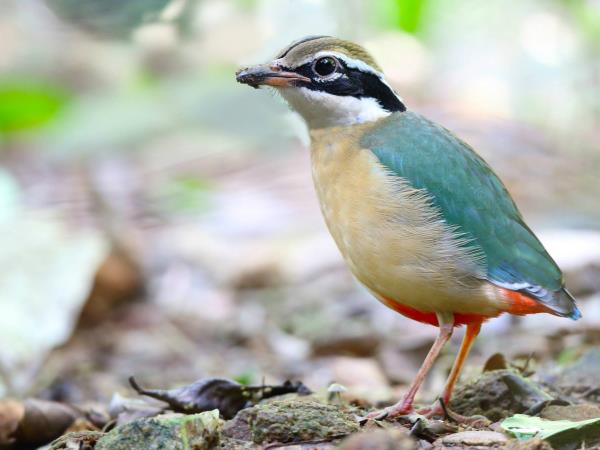 Sri Lanka endemic bird watching tour