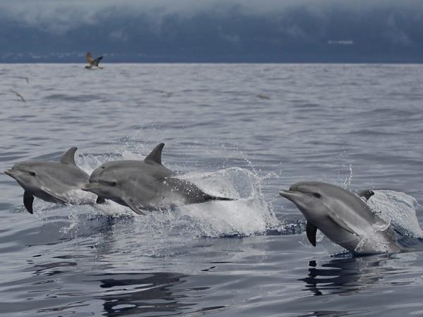 Azores accessible whale watching holiday