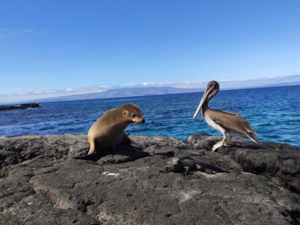Galapagos eco cruising holiday