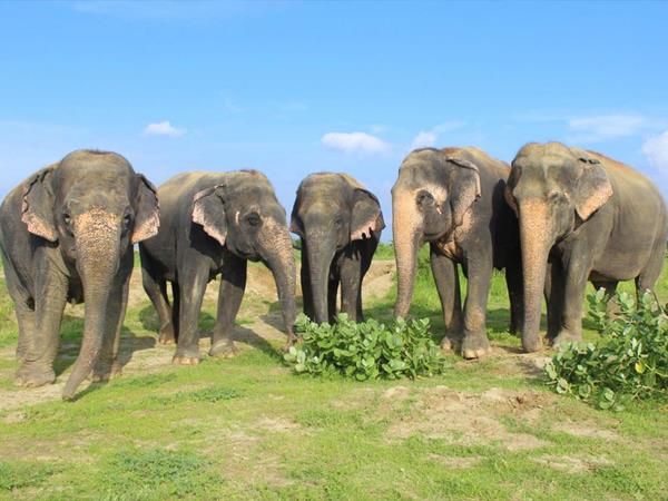 Wildlife and cultural holiday in India