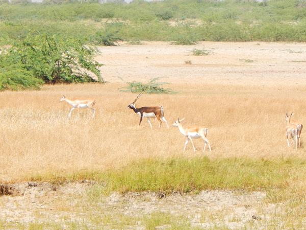 Wildlife and cultural holiday in India