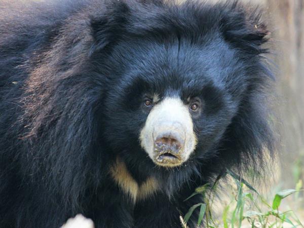 Wildlife and cultural holiday in India