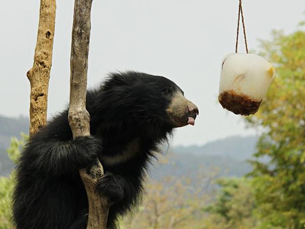 Wildlife and cultural holiday in India