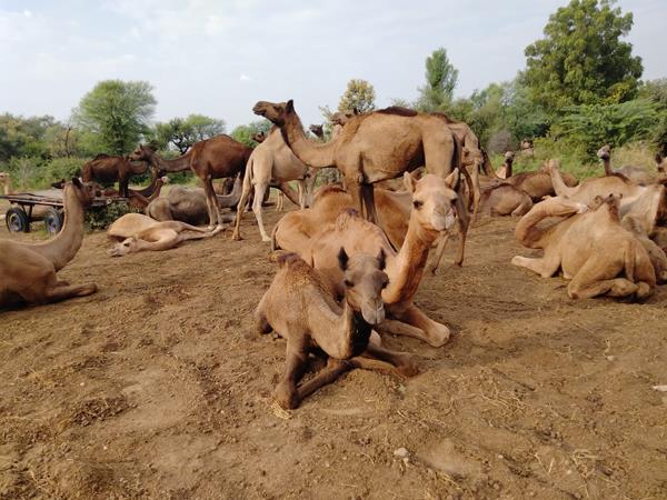 Wildlife and cultural holiday in India