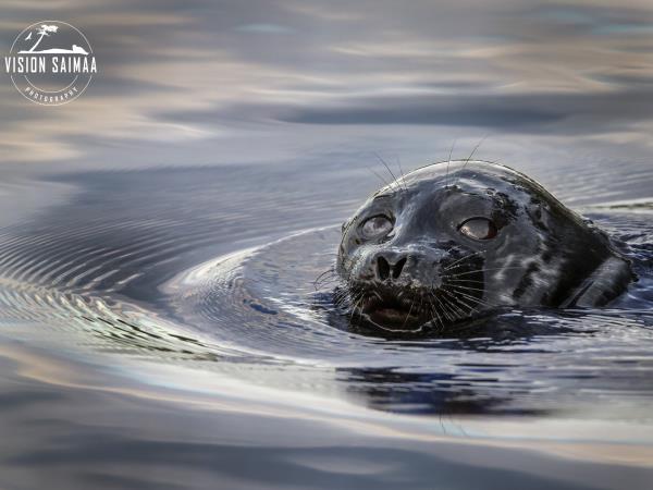 Wildlife photgraphy tour in Finland