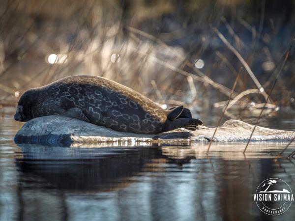 Wildlife photgraphy tour in Finland