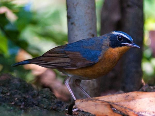 Kerala birdwatching holidays, Western Ghats