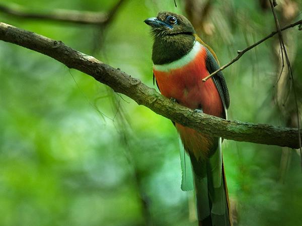Kerala birdwatching holidays, Western Ghats