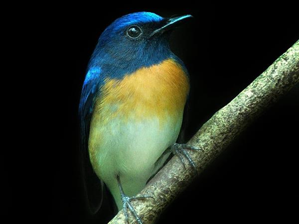 Kerala birdwatching holidays, Western Ghats
