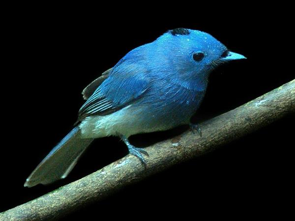Kerala birdwatching holidays, Western Ghats