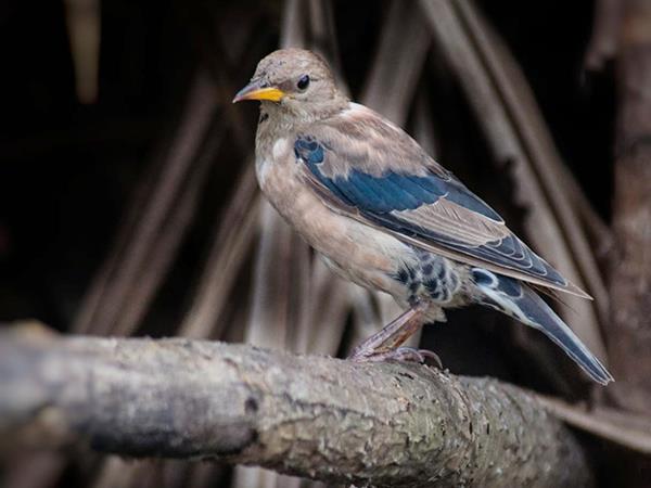 Kerala birdwatching holidays, Western Ghats