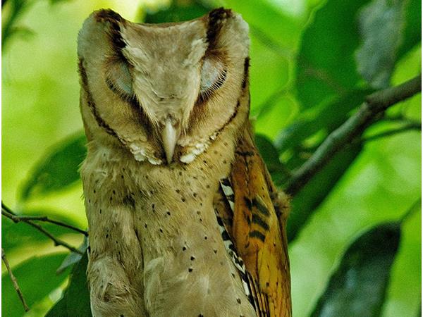 Kerala birdwatching holidays, Western Ghats