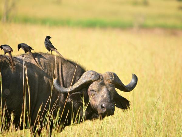 Uganda tailor made safari