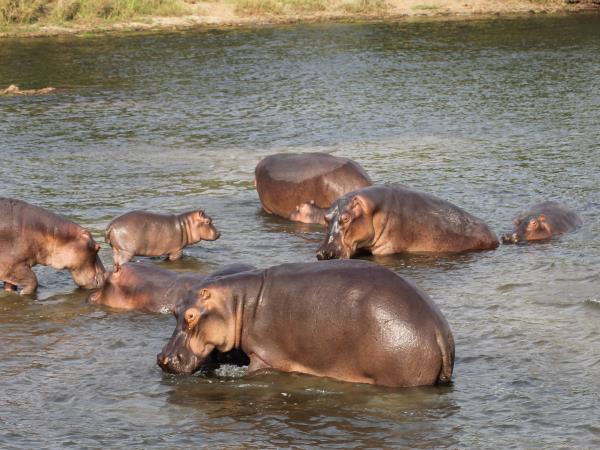 Uganda tailor made safari