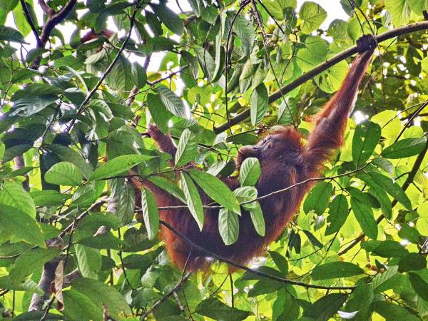 Borneo holiday, Land below the wind