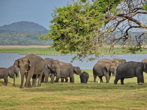 Sri Lanka holiday, island explorer