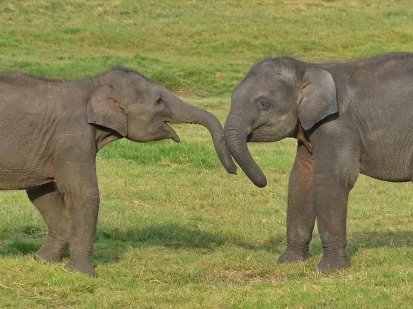 Sri Lanka Family Holidays