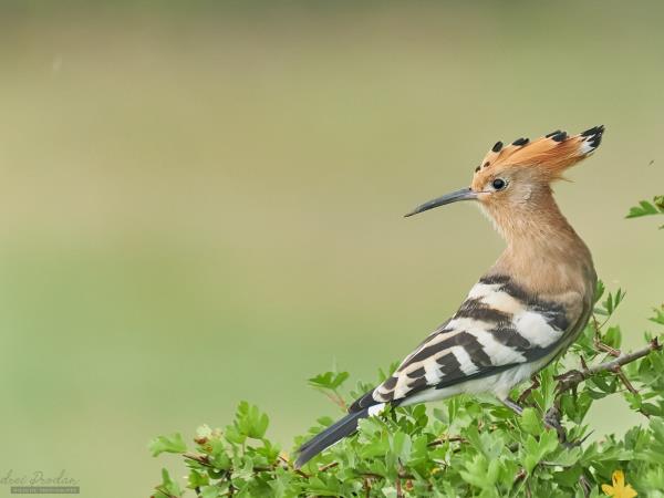 Wildlife photography holiday in Romania