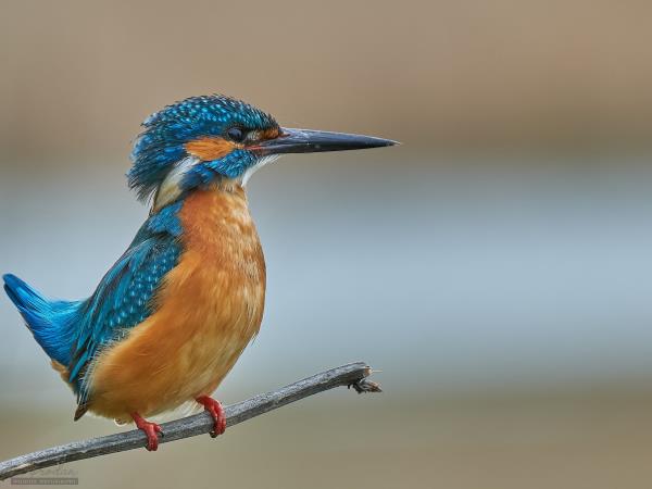 Wildlife photography holiday in Romania