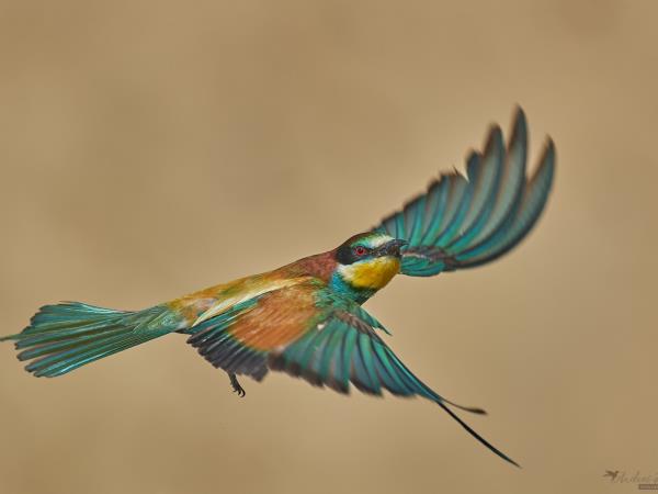 Wildlife photography holiday in Romania