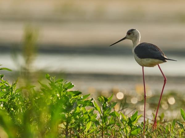 Wildlife photography holiday in Romania