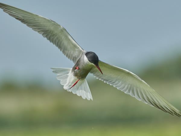 Wildlife photography holiday in Romania