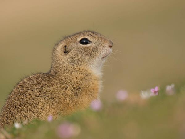 Wildlife photography holiday in Romania