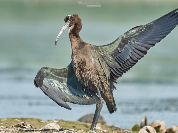 Wildlife photography holiday in Romania